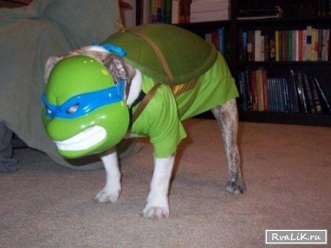 Мой хозяин идиот! (44 фото)